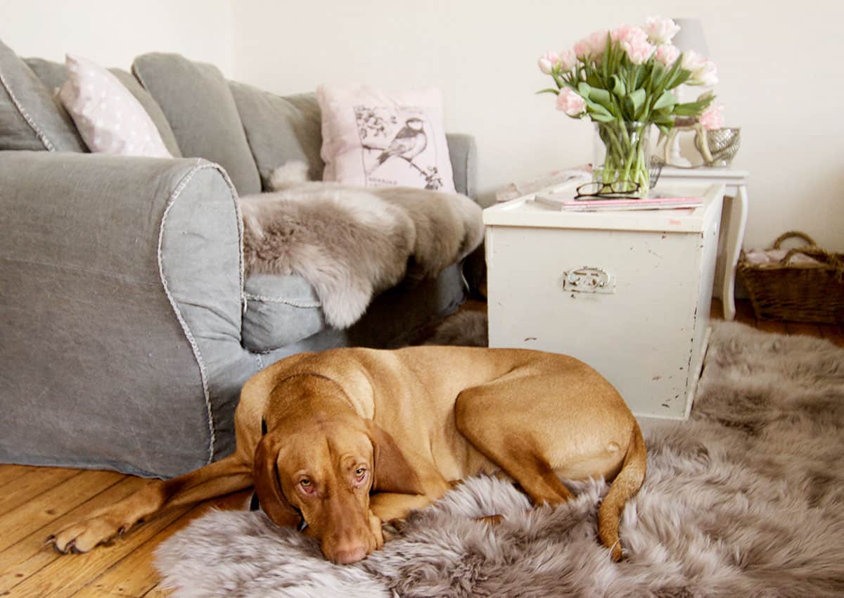 Vierfach-Lammfell, schlamm-taupe – Bild 6