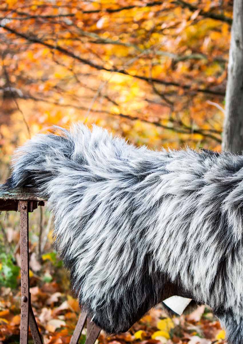 Heidschnuckenfell – Bild 4