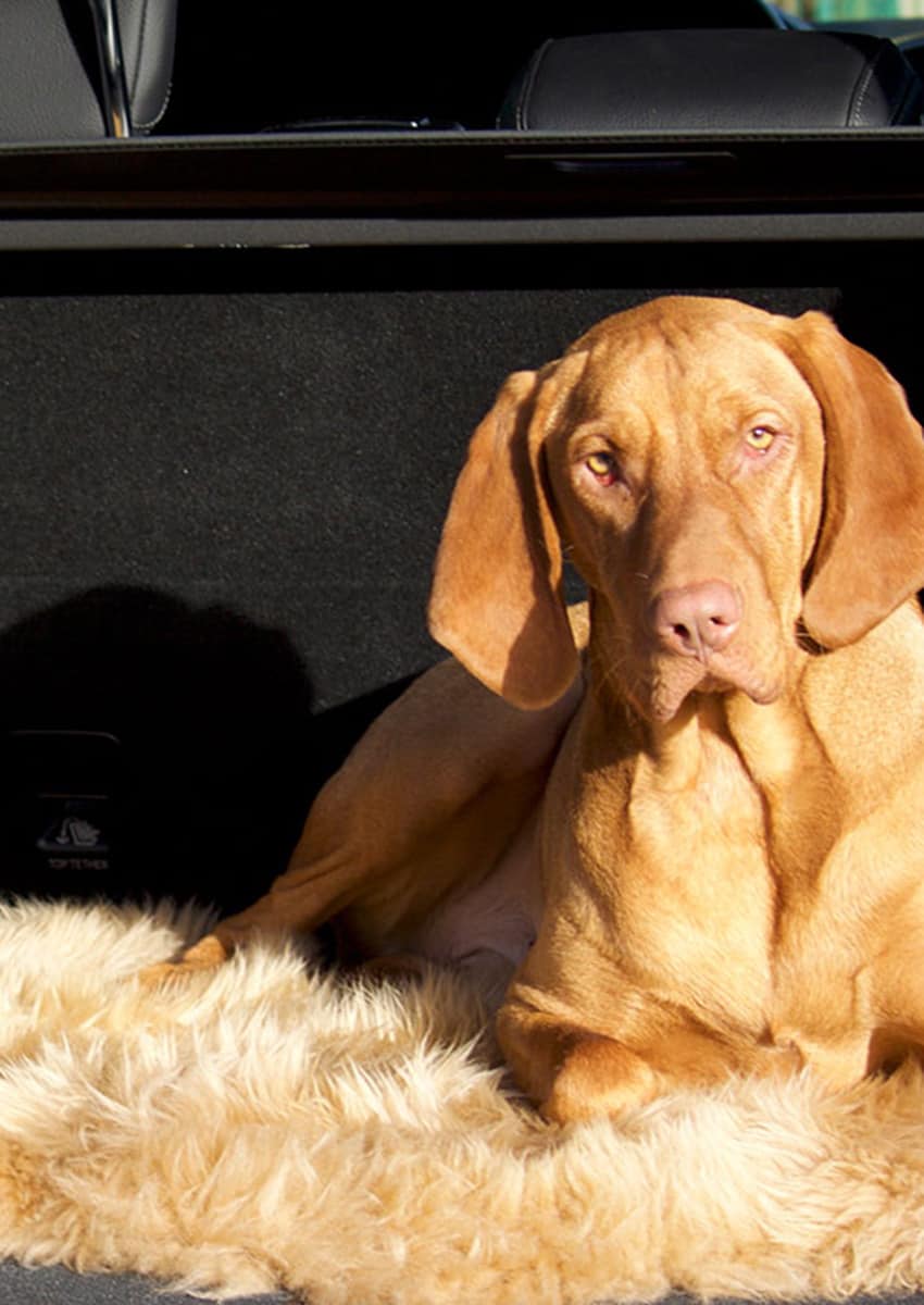 Lammfell 1.5 fach, Kopf-Kopf, Camel, Sonderangebot – Bild 2