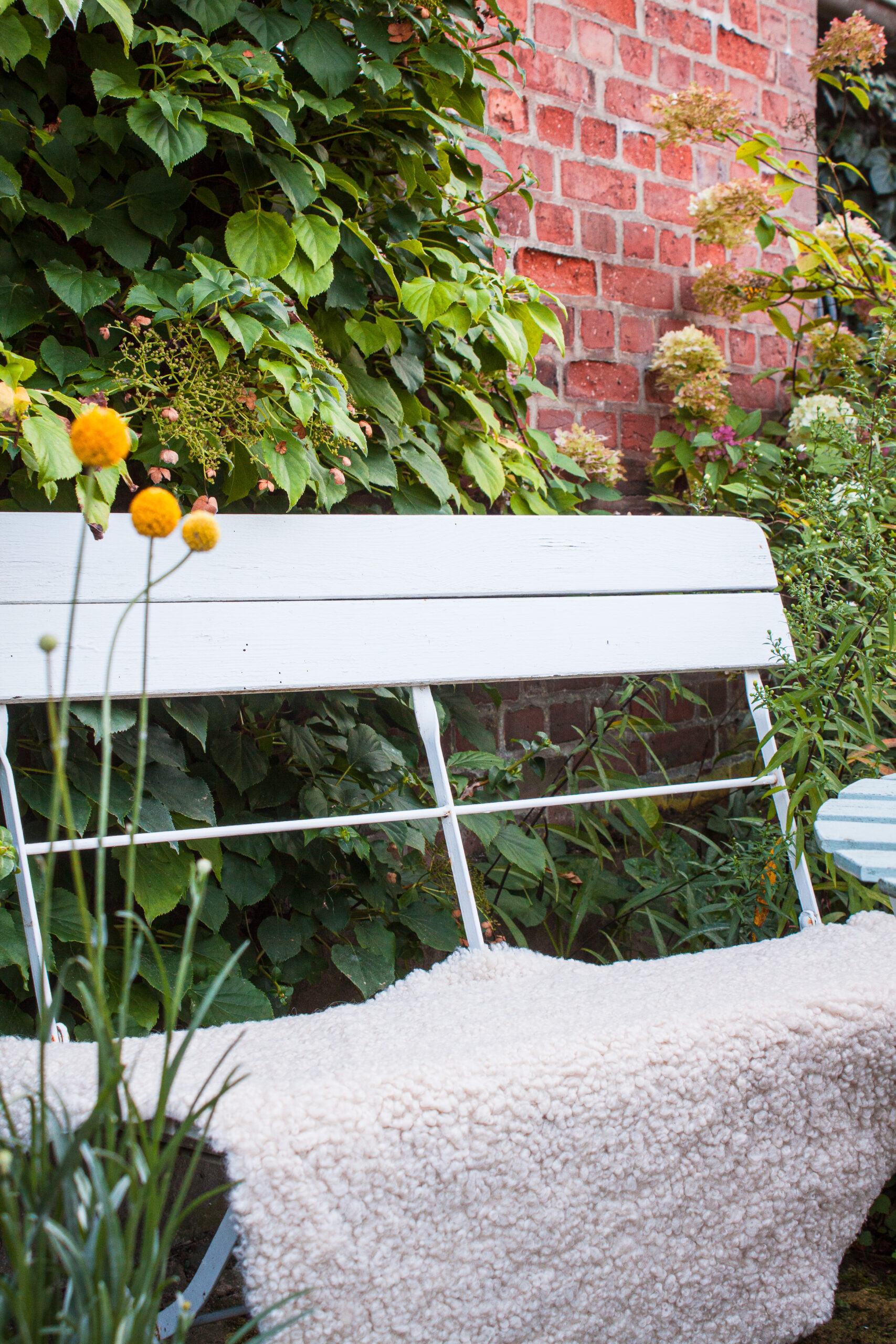 Curly Lammfell "weiß" – Bild 2