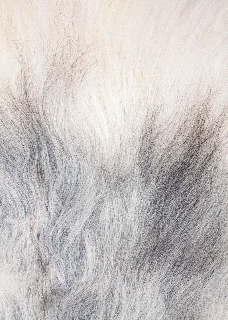 Grönlandschnucke "Unikat"23-1-18 – Bild 3